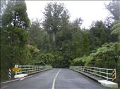 Waipoua river bridge, Waipoua forest, Northland.: by thomasz, Views[199]