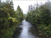 Waipoua river, Waipoua forest, Northland.: by thomasz, Views[140]