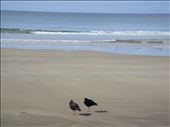 A couple of Oystercatchers on Opoutere beach, Coromandel Peninsula.: by thomasz, Views[157]