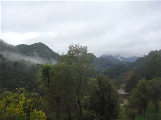 First thing I see in the morning, helpx in Tapu, Coromandel Peninsula.