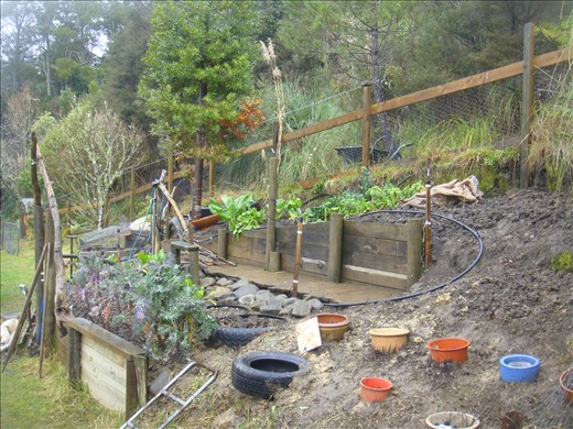 Sorted out the veggie garden, helpx in Tapu, Coromandel Peninsula.