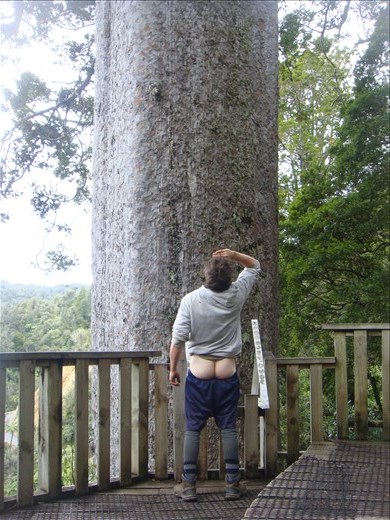 Looking up at the square kauri, Coromandel Peninsula.