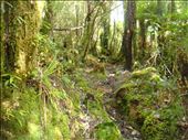 Crosbies main range track, Coromandel Peninsula.: by thomasz, Views[144]