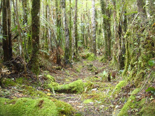 Mossy bit, Crosbies main range track, Coromandel Peninsula.