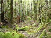 Mossy bit, Crosbies main range track, Coromandel Peninsula.: by thomasz, Views[142]