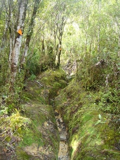 The track gets narrow, Crosbies main range track, Coromandel Peninsula.