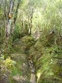 The track gets narrow, Crosbies main range track, Coromandel Peninsula.: by thomasz, Views[144]