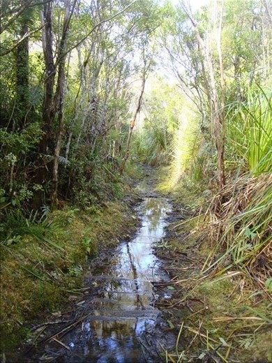 And wet, Crosbies main range track, Coromandel Peninsula.