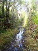 And wet, Crosbies main range track, Coromandel Peninsula.: by thomasz, Views[137]