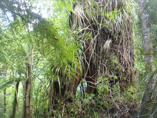 Overgrown tree, Crosbies main range track, Coromandel Peninsula.