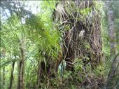 Overgrown tree, Crosbies main range track, Coromandel Peninsula.: by thomasz, Views[167]