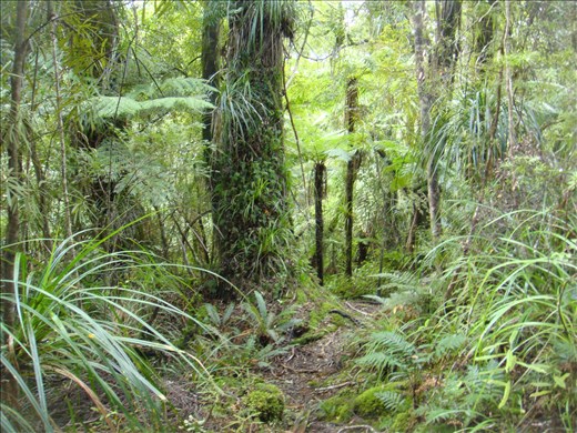 Deep into the forest, Crosbies main range track, Coromandel Peninsula.