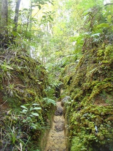A gully turned track, Crosbies main range track, Coromandel Peninsula.