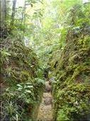 A gully turned track, Crosbies main range track, Coromandel Peninsula.: by thomasz, Views[140]