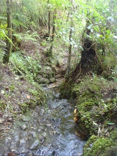 The stream is the track, Crosbies main range track, Coromandel Peninsula.