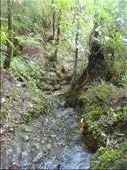 The stream is the track, Crosbies main range track, Coromandel Peninsula.: by thomasz, Views[158]