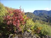 Colourful alpine shrub, pinnacles track, Coromandel Peninsula.: by thomasz, Views[155]