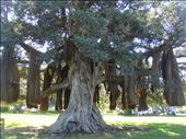Pohutukawa with aerial roots, Waiomu, Coromandel Peninsula.: by thomasz, Views[569]