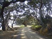 Pohutukawa trees, far north Coromandel, Fantail Bay: by thomasz, Views[126]
