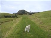 Lamb on the Coromandel Walkway, Fletcher Bay, far north Coromandel: by thomasz, Views[185]