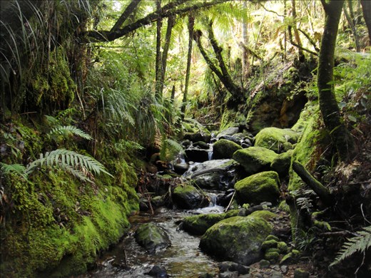 Waiomu river walk, Coromandel