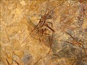 Cave weta, Karangahake gorge: by thomasz, Views[123]