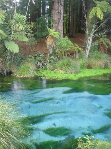 Hamurana springs
