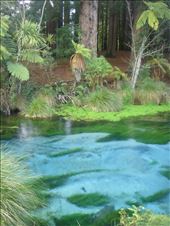 Hamurana springs: by thomasz, Views[111]