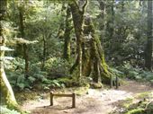 Ruapani track, Te Urewera NP: by thomasz, Views[110]