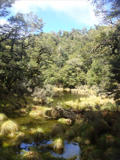 Ruapani track, Te Urewera NP