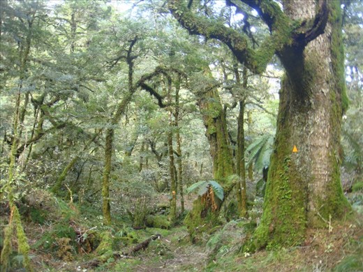Ruapani track, Te Urewera NP