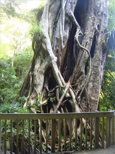 1500 year old tree, Te Urewera NP