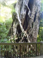 1500 year old tree, Te Urewera NP: by thomasz, Views[124]