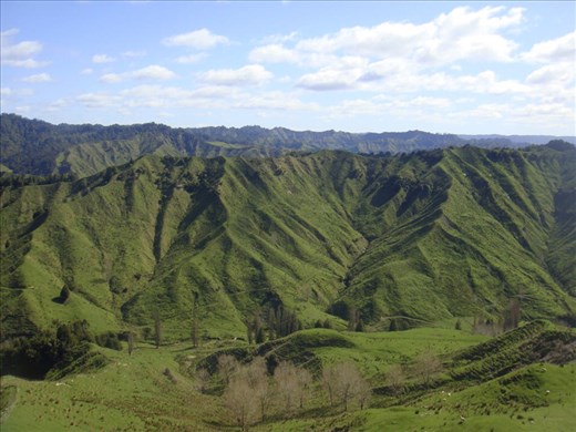NZ hills, Tokirima