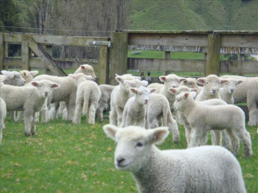 Docking lambs, Tokirima
