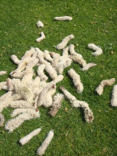 Tails cut off (docking), Tokirima