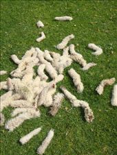 Tails cut off (docking), Tokirima: by thomasz, Views[112]