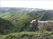 On a pig hunt, Tokirima: by thomasz, Views[141]