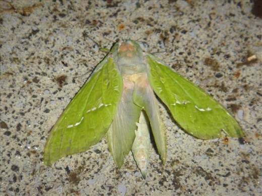 Moth, Tokirima