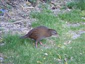 Weka: by thomasz, Views[103]