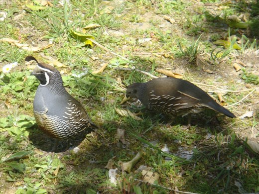 Californian quails
