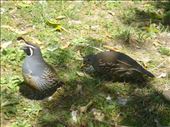 Californian quails: by thomasz, Views[104]