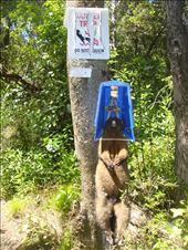Possums are not wanted in NZ: by thomasz, Views[91]