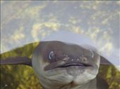 Eel: by thomasz, Views[123]