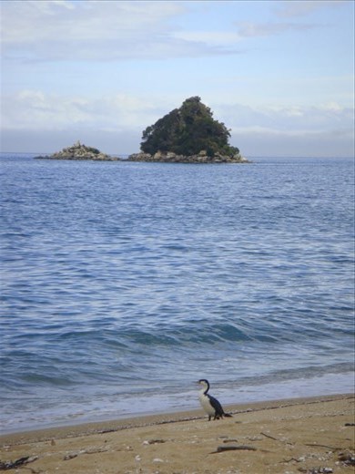 Shag, Abel Tasman Coast Track