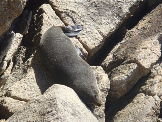 Seal, Abel Tasman Coast Track