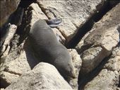 Seal, Abel Tasman Coast Track: by thomasz, Views[114]