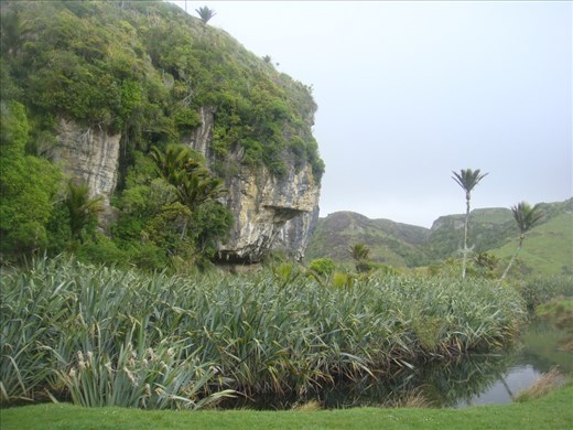 Flax, cliffs and Nikau palms, near lake Otuhie