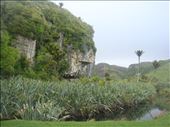 Flax, cliffs and Nikau palms, near lake Otuhie: by thomasz, Views[113]