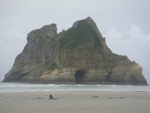 Seal on Wharariki beach